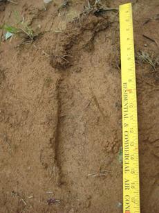 <div class="source"></div><div class="image-desc">A photo taken in Bullitt County of what is thought to be a partial footprint of the elusive Bigfoot, courtesy of kentuckybigfoot.com</div><div class="buy-pic"></div>